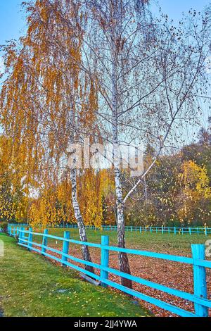 Les pittoresques birches jaunes dans le parc de Mezhyhirya, Ukraine Banque D'Images