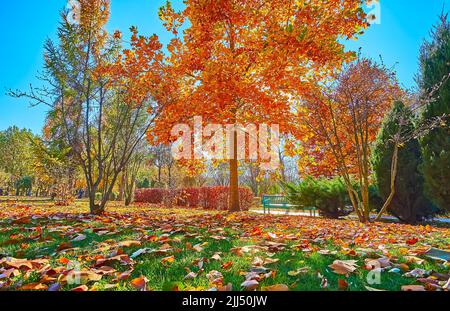 Le feuillage jaune vif sur le tulipe avec pelouse verte, couverte de feuilles mortes en premier plan, parc à Mezhyhirya, Ukraine Banque D'Images