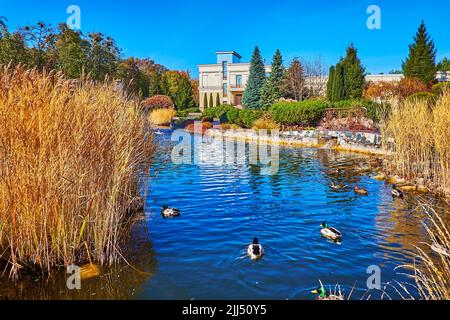 Les colverts flottent sur le lac devant les magnifiques fontaines avec des épaississants secs sur l'herbe à soie au premier plan, Mezhyhirya, Ukraine Banque D'Images