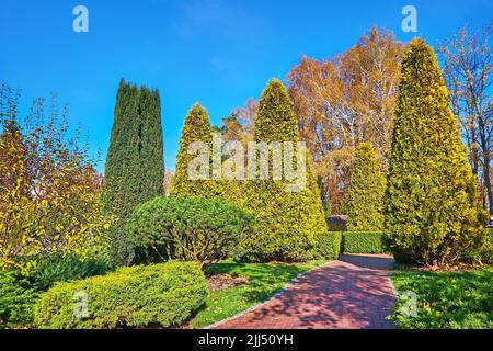 Le chemin de marche dans le parc, bordé de pelouse verte et de magnifiques conifères et buissons - thuja, pin, genièvre, Mezhyhirya, Ukraine Banque D'Images