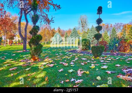 Le beau parc d'automne avec des thujas taillés, pelouse verte luxuriante, couvert de feuillage d'automne rouge et jaune, Mezhyhirya, Ukraine Banque D'Images