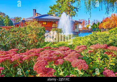 Belles fleurs de Sedum (grès-crop) dans un parc d'automne luxuriant en face du lac avec des fontaines, Mezhyhirya, Ukraine Banque D'Images