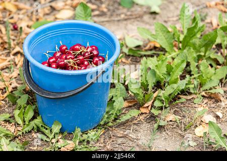 Seau de cerises fraîchement cueillies dans le jardin d'été. Cerises mûres juteuses dans un seau bleu. Banque D'Images