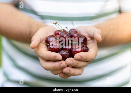 Cerises mûres entre les mains d'un jeune homme Banque D'Images