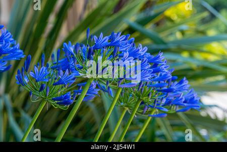 Lys africains (Agapanthus) fleurs violettes aussi appelées Lys du Nil Banque D'Images
