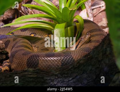 Anaconda verte (Eunectes murinus), également connue sous le nom d'anaconda géante trouvée en Amérique du Sud Banque D'Images