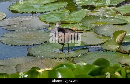 Le jeune Moorhen (Gallinula chloropus) coule au-dessus des nénuphars Banque D'Images