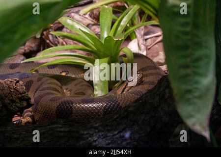 Anaconda verte (Eunectes murinus), également connue sous le nom d'anaconda géante trouvée en Amérique du Sud Banque D'Images