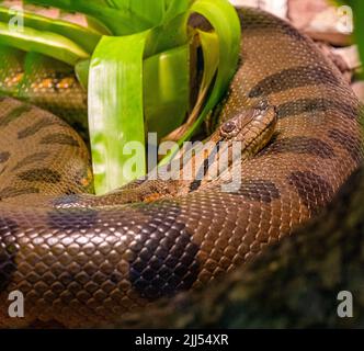 Anaconda verte (Eunectes murinus), également connue sous le nom d'anaconda géante trouvée en Amérique du Sud Banque D'Images