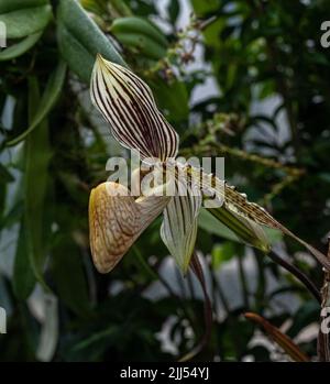 Orchidée Lady Slipper. (Orchidaceae). (Cypripedioideae). Banque D'Images