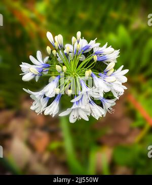 Agapanthus africanus, fermer la vue d'un des fleurs blanches qui sortent d'une ombelle flowerhead en forme. Banque D'Images