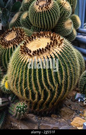 Cactus à canon doré (Echinocactus grusonii). Habitat Mexique. Le cactus cylindrique stocke l'eau dans ses axes striés sphériques. Banque D'Images