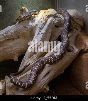 Cobra indienne ou spectaculaire (Naja naja) Naja est un genre de serpents venimeux. Banque D'Images