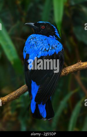 Oiseau bleu-fée asiatique (Irene-puella-sikkimensis) reposant sur une branche Banque D'Images