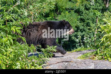 Ours spectaculaire (Tremarctos ornatus), ours andin Banque D'Images