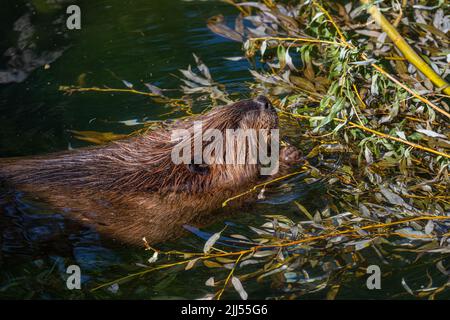Le castor (Castor canadensis) gèle sur des branches fraîches Banque D'Images