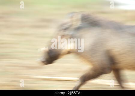 Nolan Warthog Pacochoerus africanus africanus tratting. Flou de l'image pour suggérer le mouvement. Parc national de Niokolo Koba. Tambacounda. Sénégal. Banque D'Images