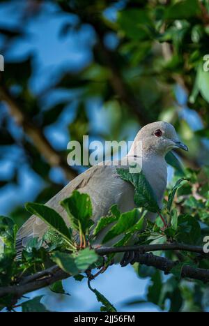 Une colombe de collard eurasien (Streptopelia decaocto) s'assit dans un arbre lors d'une soirée d'été - dans le Lincolnshire, Royaume-Uni Banque D'Images