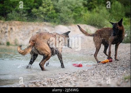 Deux chiens malinois belges mouillés qui jouent au bord du lac, secouant l'eau. Banque D'Images