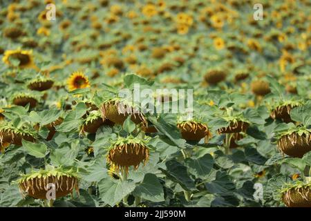 Feuilles séchées au champ de tournesol Banque D'Images