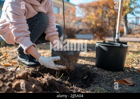 reboisement ou volontaires mains dans des gants de plantation de nouvel arbre dans le parc de la ville Banque D'Images