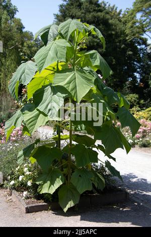 plante herbacée verte dans le parc Banque D'Images