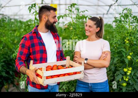 Entreprise de serre biologique. Les agriculteurs familiaux sont debout avec un seau de tomates fraîchement cueillies dans leur serre. Banque D'Images