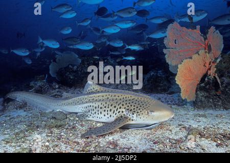 Zebra Shark (Stegostoma fasciatum), reposant sur les fonds marins, derrière une école médecin poissons, mer d'Andaman, Thaïlande, Asie Banque D'Images