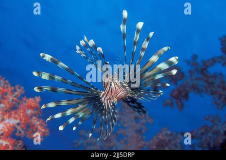 Lionfish commun ou Lionfish rouge (Pterois volitans), en étendant ses nageoires dans l'eau bleue, mer d'Andaman, Thaïlande, Asie Banque D'Images