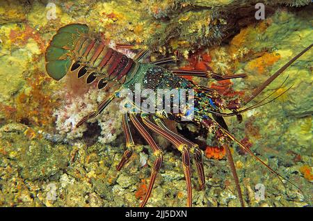 Homard du tigre ou homard épineux (Panulirus ornatus) dans un récif de corail, Myanmar, mer d'Andaman, Asie Banque D'Images