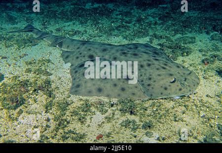 Requin ange (Squatina tergocellata) sur fond sablonneux, mer d'Andaman, Thaïlande, Asie Banque D'Images