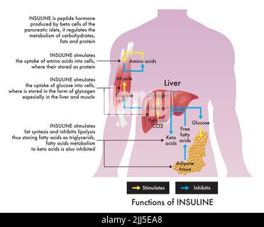 Illustration médicale des fonctions insulines, avec annotations. Banque D'Images