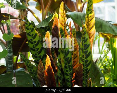 De longues feuilles intéressantes d'une plante de crotale (Calathea lancifolia) à la serre tropicale d'Ottawa, Ontario, Canada. Banque D'Images