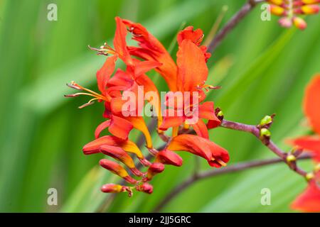 Crocosmia Lucifer aux fleurs rouges, cultivar hybride Crocosmia x crocosmiiflora, créé en 1879 par Victor Lemoine. Floraison en juillet, Angleterre Banque D'Images