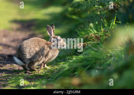 Lapin non originaire introduit sur l'île Skomer, au pays de Galles, au Royaume-Uni Banque D'Images