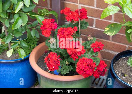 Vertical Geranium Velvet Rouge avec des fleurs rouges et des feuilles vertes variégées croissant dans un pot de plantes dans un jardin anglais et fleurit en juillet Banque D'Images