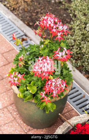 Pelargonium Summer Twist Rouge/blanc ('Gentwiststar') - un géranium de pélargonium avec des fleurs rouges et blanches à cinq pétales fleuries en août en Angleterre Banque D'Images