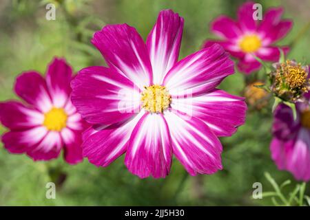 Kings Cosmos Cosimo Rouge-blanc (Cosmos bipinnatus) de la famille des Asteraceae avec fleurs blanches et roses pétale bicolores fleuries en été. Angleterre Banque D'Images