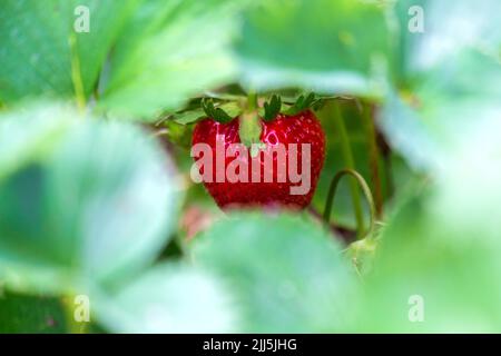 Fraise mûre avec feuilles en premier plan Banque D'Images