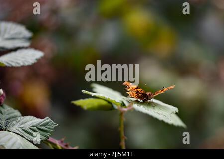 Comma Butterfly (Polygonia c-album) Banque D'Images