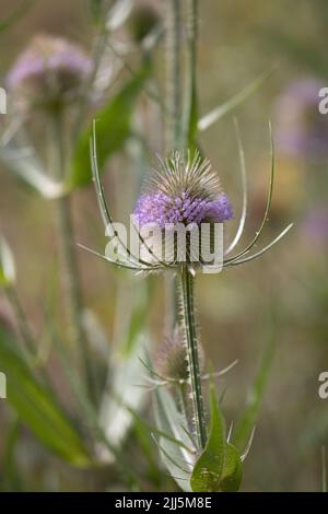 Dipsacus fullonum Banque D'Images