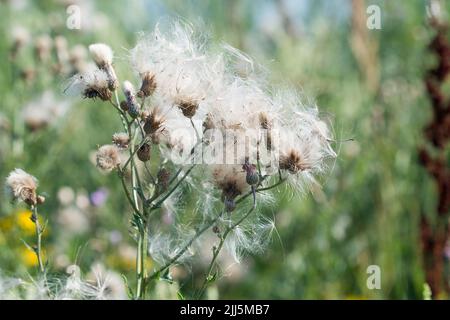 Cirsium arvense velouter de chardon rampant graines moelleuses dans le pré gros plan foyer sélectif Banque D'Images