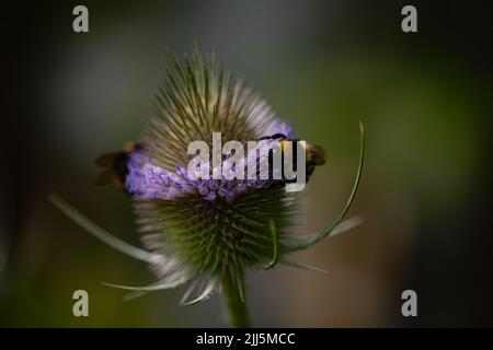 Bumblebees sur les chevalets (Dipsacus fullonum) Banque D'Images