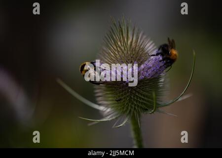 Bumblebees sur les chevalets (Dipsacus fullonum) Banque D'Images