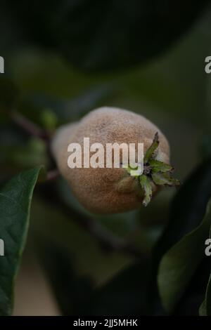 Quinces de mûrissement (Cydonia oblonga) - variété vranja (Vranja' (syn. 'Bereczki') Banque D'Images