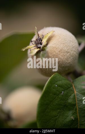 Quinces de mûrissement (Cydonia oblonga) - variété vranja (Vranja' (syn. 'Bereczki') Banque D'Images