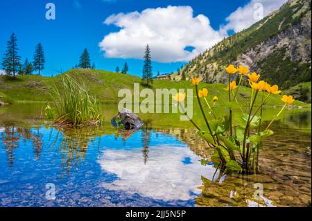 Allemagne, Bavière, fleurs sauvages jaunes fleurissant sur la rive du lac Unterer Gaisalpsee en été Banque D'Images