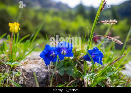 Fleurs de gentiane bleues qui fleurissent en été Banque D'Images