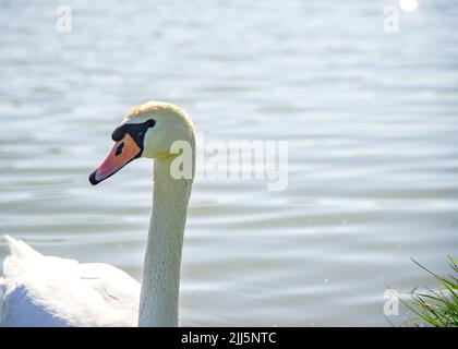 Le cygne solitaire sur un lac en Roumanie d'un autre pays en raison de la saison Banque D'Images