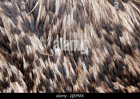 Texture de fond des plumes d'autruche marron. Arrière-plans abstraits Banque D'Images